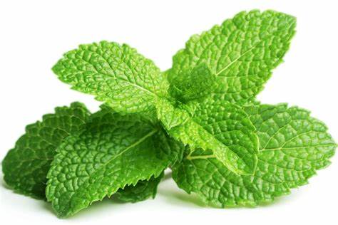 Menthe