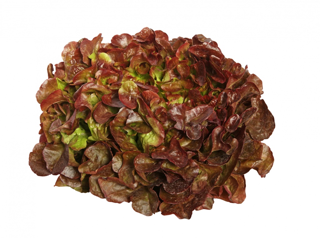 Chene Rouge
