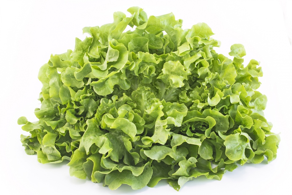 Chene verte
