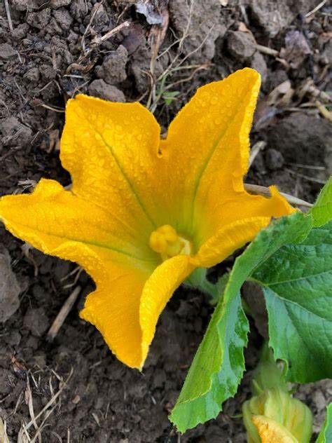 Fleurs de courgettes