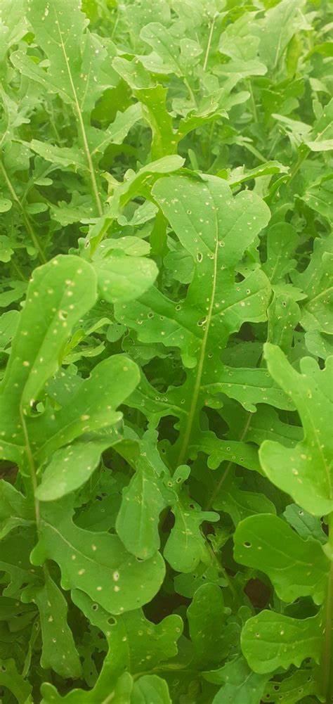 Roquette sachet 250 g .