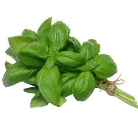 Basilic botte