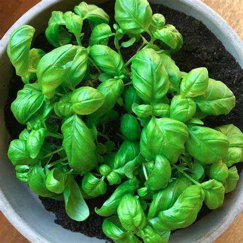 [HRB - 008] Basilic pot