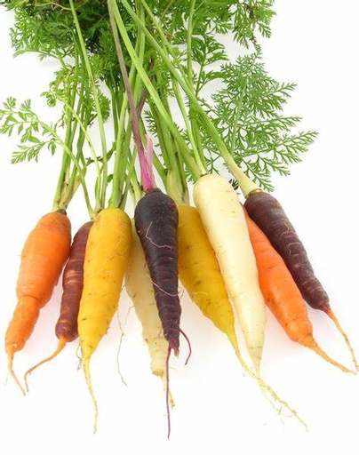 [LEG - 036] Carottes couleurs