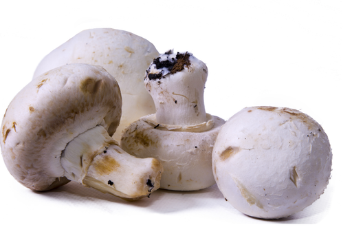[LEG - 015] Champignons de Paris