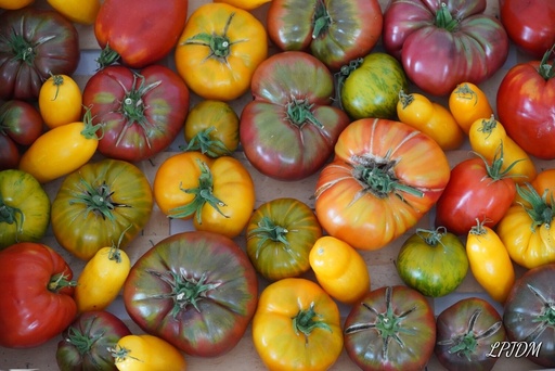 [LEG-005] Tomates anciennes