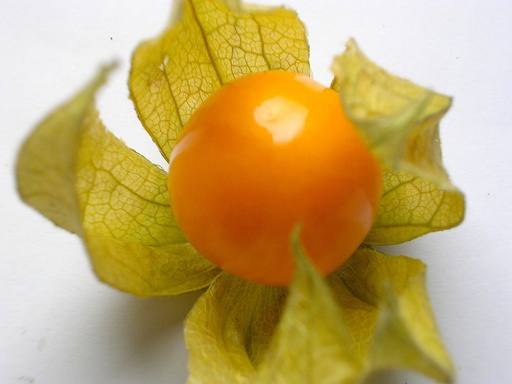 [FRT-001] Physalis
