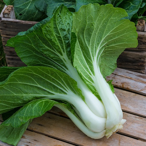 [SLD-18] Pak choi