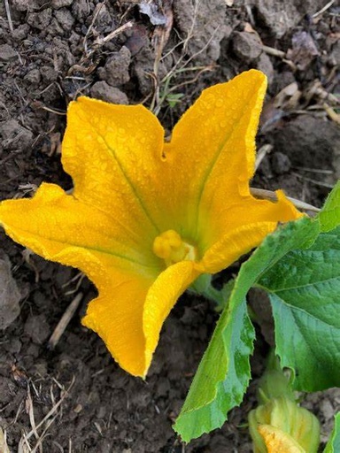 [LEG-51] Fleurs de courgettes